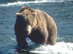 A brown bear
