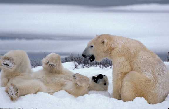 Polar bears

