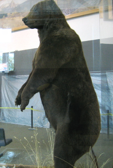 November 2006
A stuffed bear at Missoula airport
