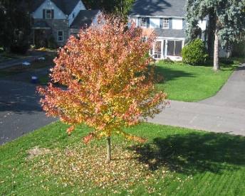 Fall tree
