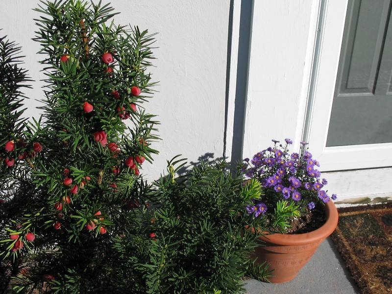 Front door plants
