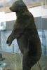 bear~0.jpg