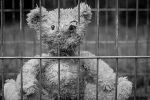 teddy-bear-lost-childhood-royalty-free-thumbnail.jpg